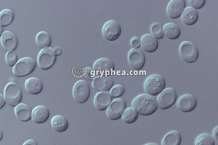 Levures en bourgeonnement (Saccharomyces cerevisiae sauvage) x400 - gryphea.org